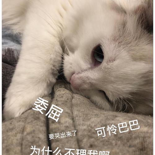 委屈 可怜巴巴 要哭出来了 为什么不理我啊