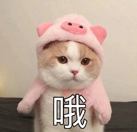 哦 哦