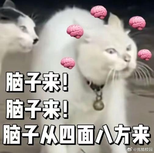 脑子来！ 脑子来！ 脑子从四面八方来 @优酷校园