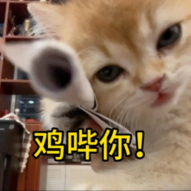 鸡哗你！