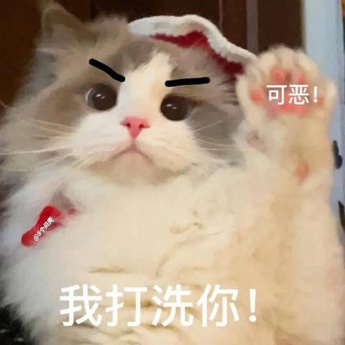 可恶！ 我打洗你！