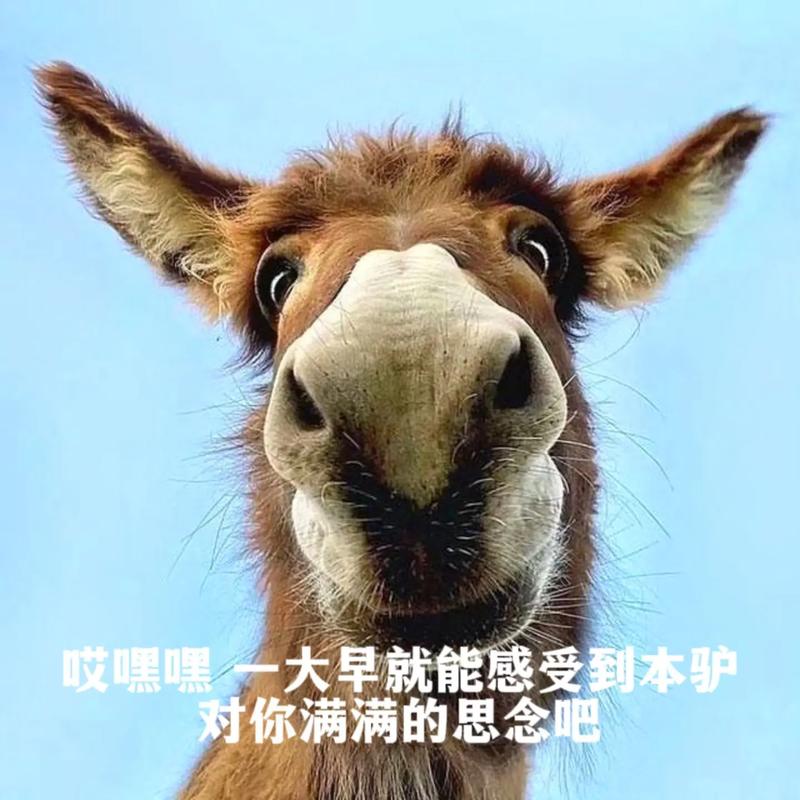 哎嘿嘿一大早就能感受到本驴 对你满满的思念吧