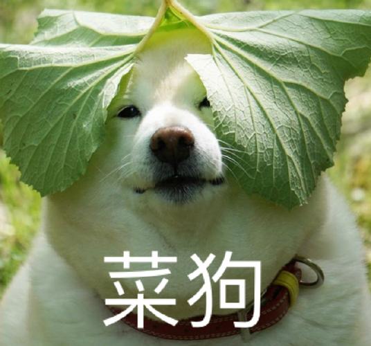 菜狗，