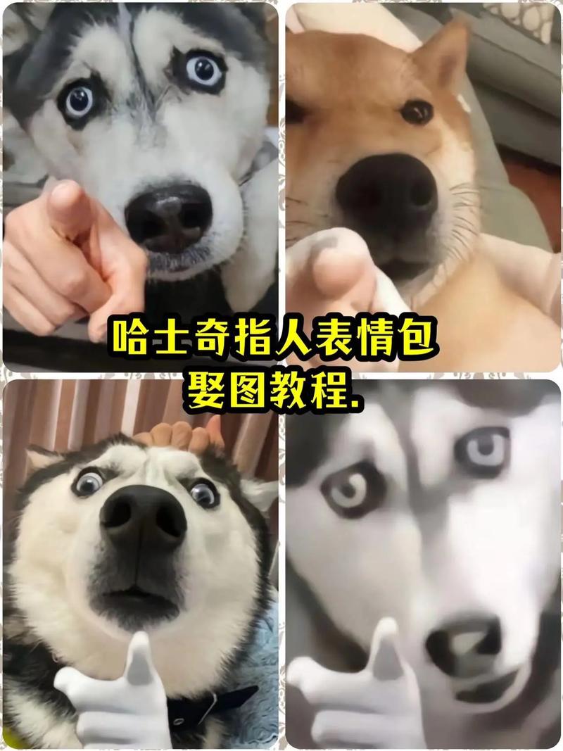 哈士奇指人表情包 娶图教程