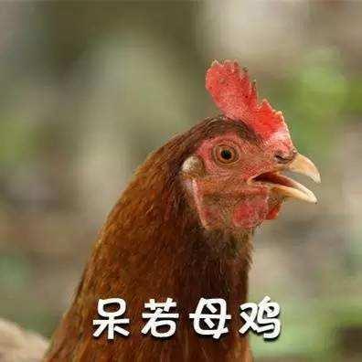 呆若母鸡