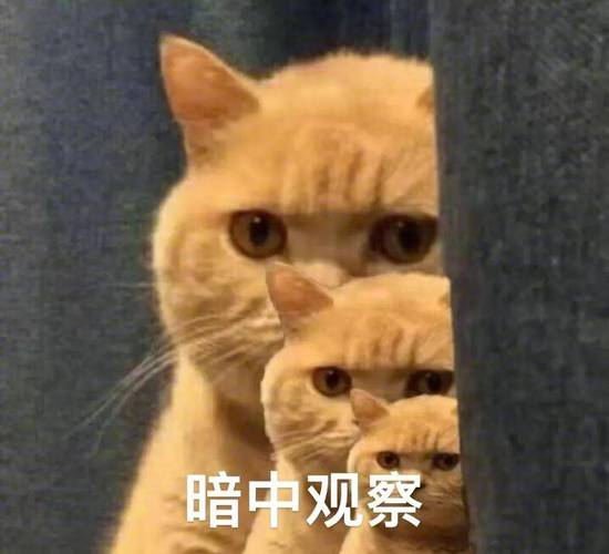 暗中观察