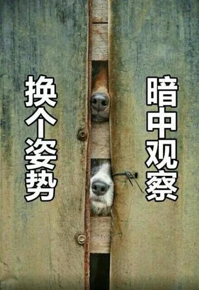 换个姿势 暗中观察